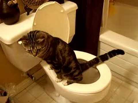 Cat peeing on toilet - YouTube