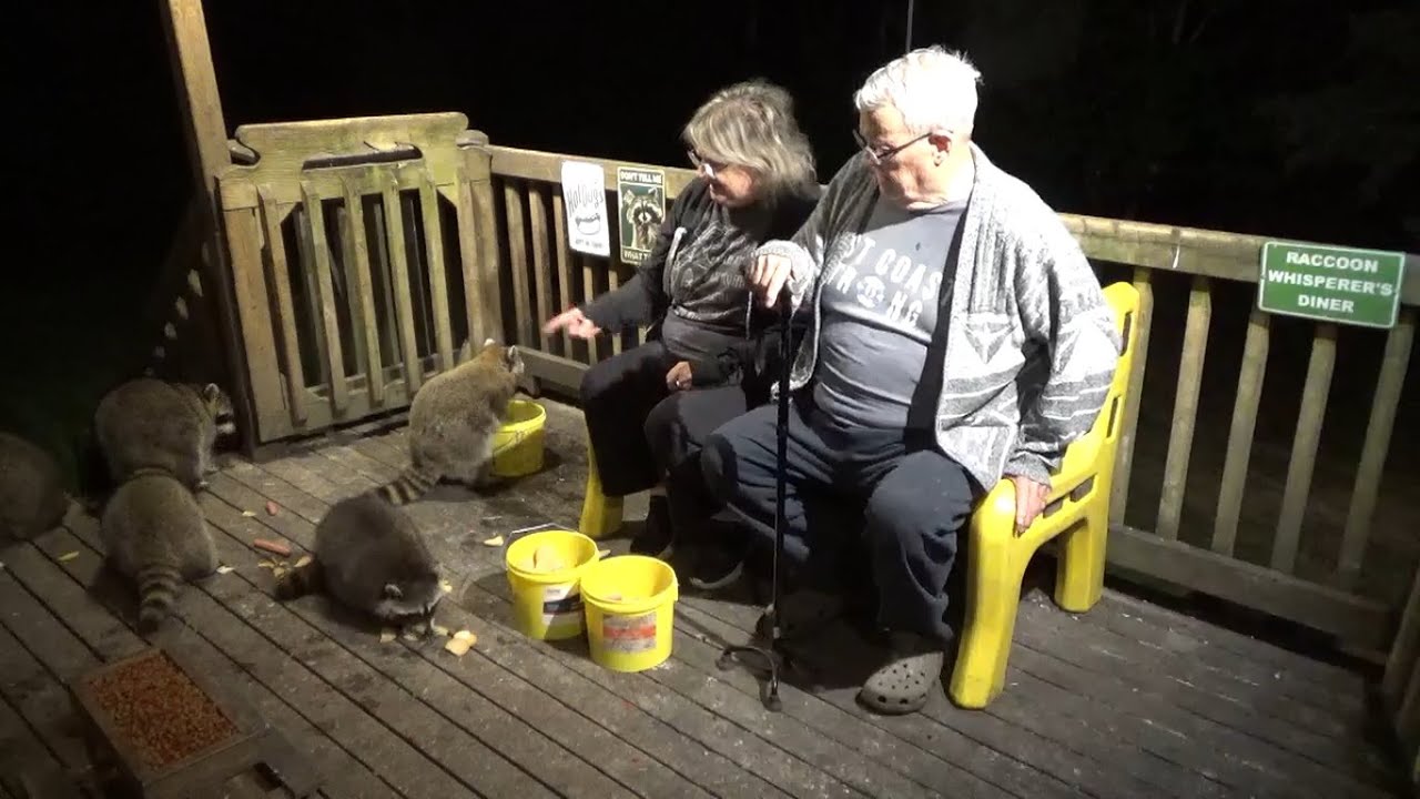 Tuesday Raccoons back at the Diner