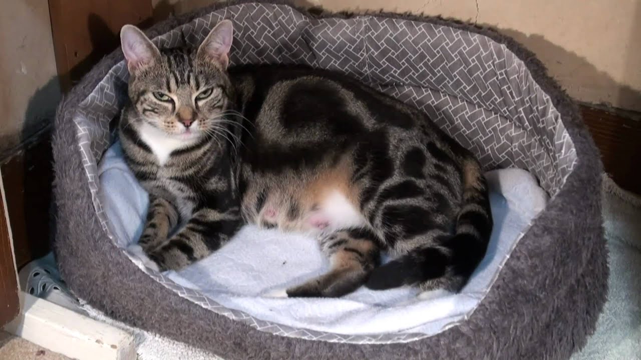 Pregnant Cat Give Birth 77