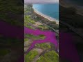 Hear why this pond in Hawaii turned pink  - 00:37 min - News - Video