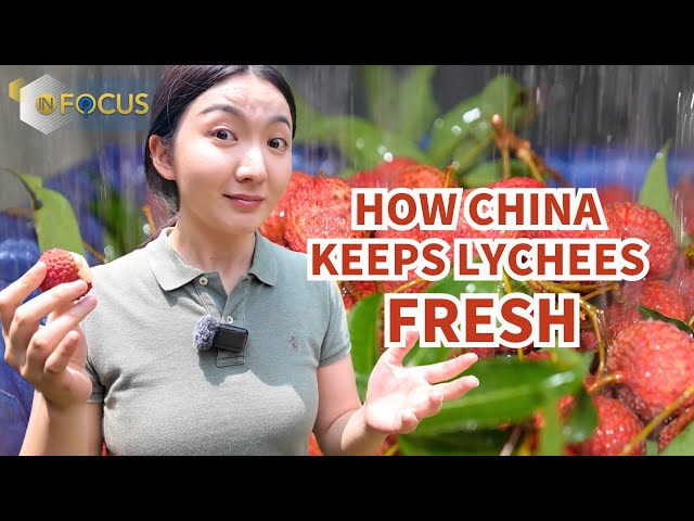 How China keeps fragile lychees fresh for global markets