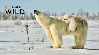 北極熊之愛
