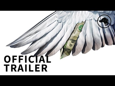 Million Dollar Pigeons'
