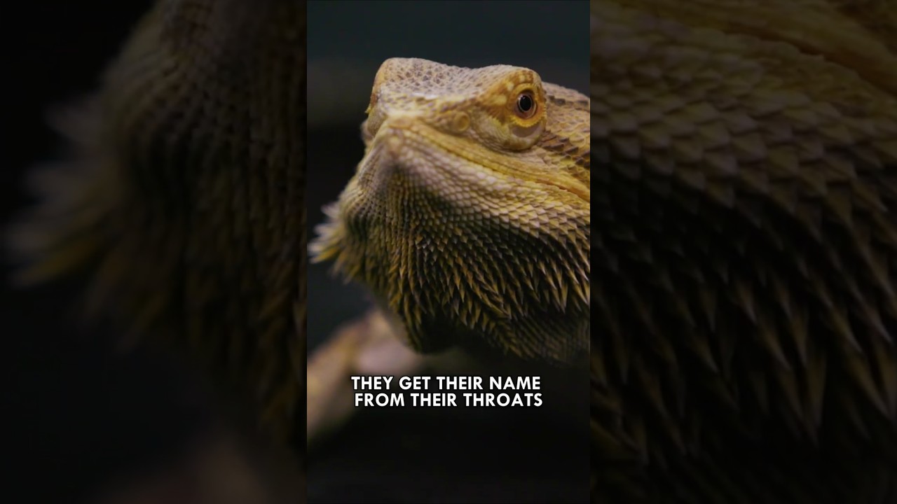 Bearded Dragon: The King of Chill #BeardedDragon #Reptiles #Lizard #ExoticPets #Animals #Shorts
