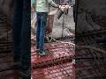 Indian Rock Python Rescued From 13th Floor Of A Tower In Mumbai