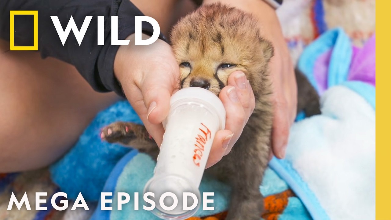 Cute Baby Zoo Animals & More | Secrets of the Zoo MEGA Episode | Nat Geo Animals
