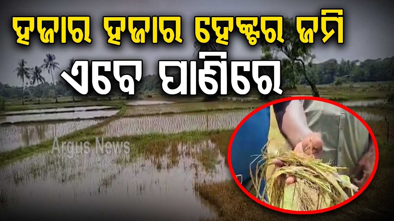 Flood Threat In Jalaka & Subarnarekha Rivers: Thousands Of Hectares Submerged | Argus News