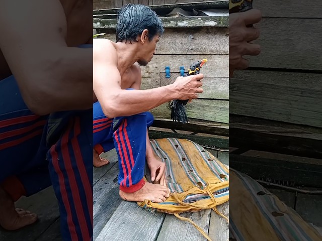 kandangkan beo lagi #burung #birds #sulingsakti #kicaumania #animals