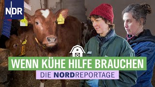 Stress im Kuhstall: Wenn jede Minute zählt | Die Nordreportage | NDR