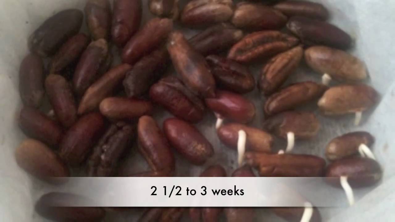 Date seed germination youtube