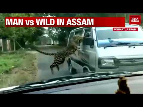 Leopard hits vehicle, injures 13 in Assam, video goes viral