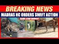 Madras HC Warns on Deadly Stray Animal Menace | Supreme Court Orders Strict Action | News9