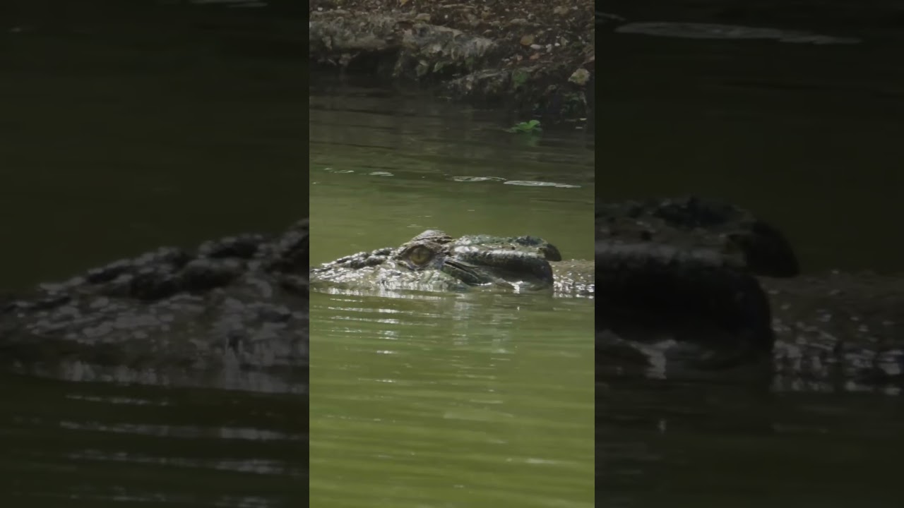 Crocodile Titan Showdown: Nero vs. Brutus #crocodile #animal #wildlife #nature #fight