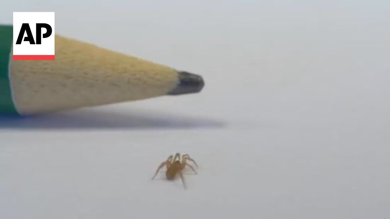 A new species of spider is captured on video for the first time