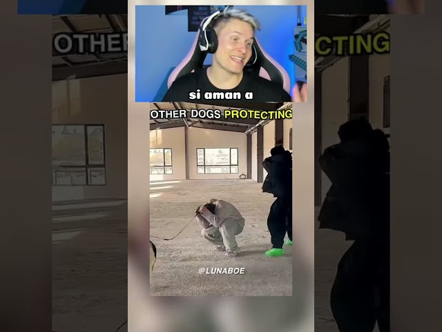 No creerás el último perro protector 😱