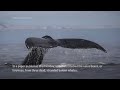 How do whales sing? Study finds unique voice boxes  - 02:04 min - News - Video