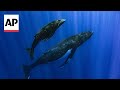 How do whales sing? Study finds unique voice boxes