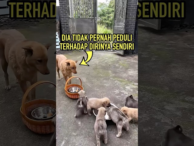Kisah Induk Anjing Ini Mengejutkan Semua Orang