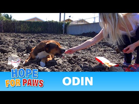 Hope For Paws: Abandoned dog in a construction site wouldn't move because he was so scared.