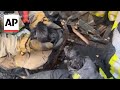 Watch Ukrainian firefighters rescue five newborn puppies after fire