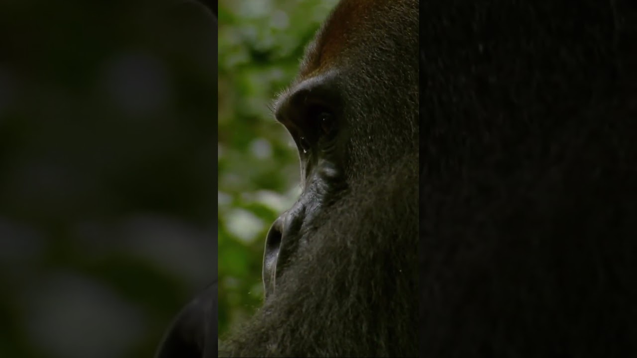 Gorilla Family's Fierce Protection Against Leopard Attack!