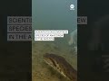 Scientists discover new species of anaconda in the Amazon - ABC News  - 00:51 min - News - Video