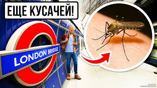 Лондонский комар-мутант может появиться и в вашем городе!