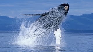 Humpback Whales - Narrated by Ew