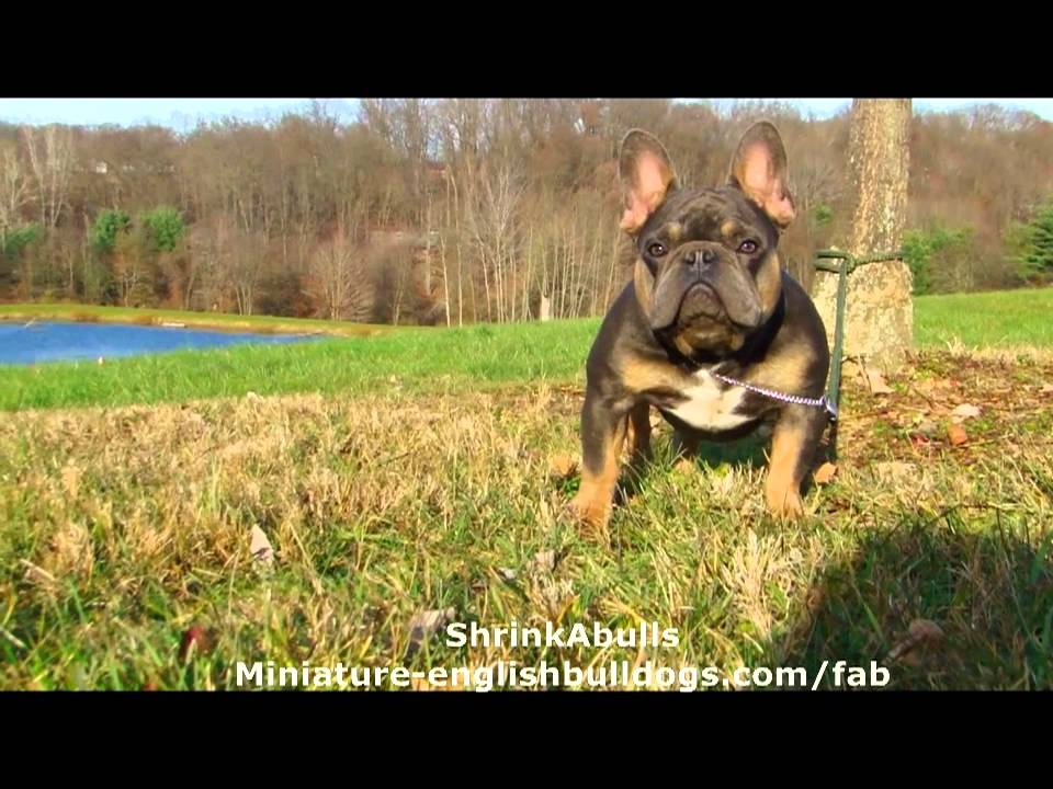 French Bulldog Blue Tan Blue Tri Once In A Blue Moon YouTube French Bulldog Blue Tan Blue Tri Once In A Blue Moon YouTube