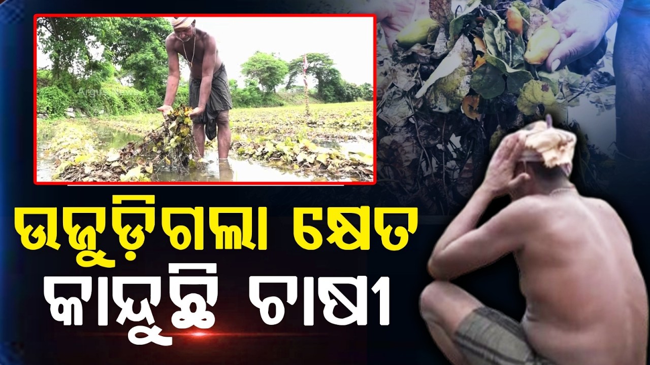 Puri Flood Impact: Massive Crop Loss In Kanas As Vegetable Farmlands Submerge | Argus News