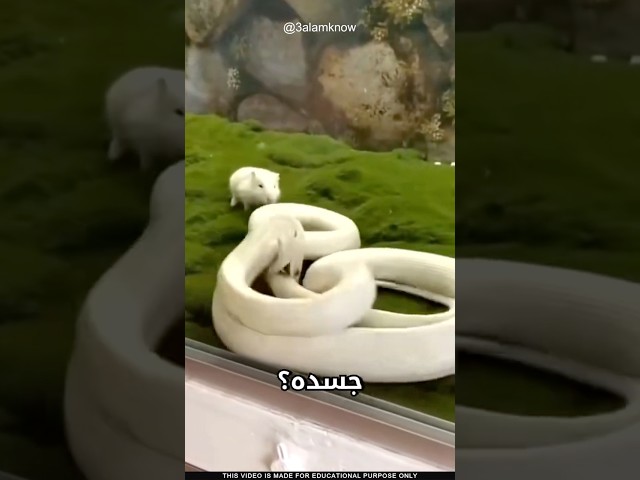 ما سر عضة الثعبان