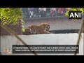 Pilibhit | Tiger invades the village and is dramatically saved | News9  - 02:58 min - News - Video