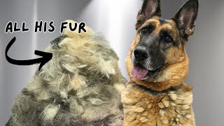 I Groomed a Terrified German Shepherd — Here’s What Happened
