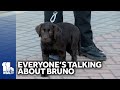 Meet Bruno, Towson Universitys new comfort dog