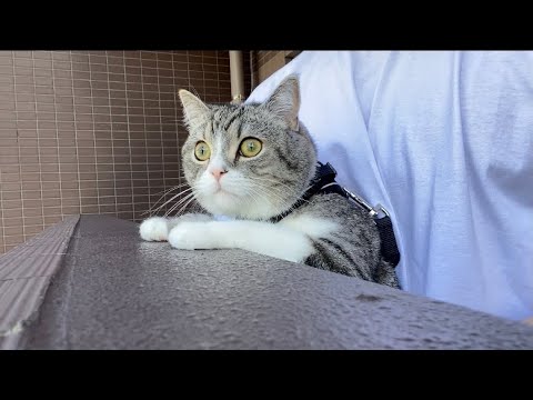 初めてベランダからの景色を見た猫の反応がかわいすぎたww まとめちゅーぶ