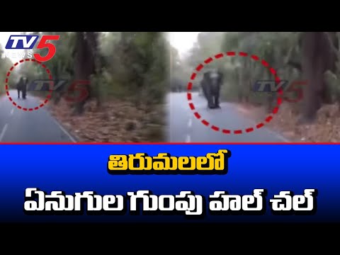 Elephants chase bike riders in Tirumala, viral video