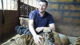 Александр Левитас: А вы осмелитесь погладить тигра?