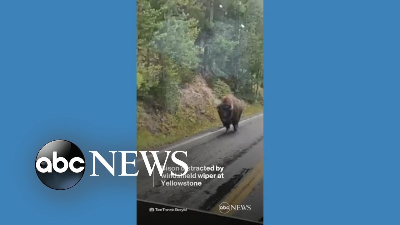 Bison gets distracted by windshield wiper on bus