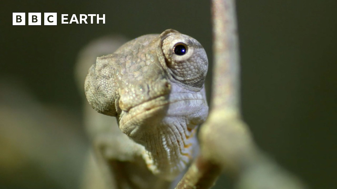 A Chameleon’s Race Against Time | Madagascar | BBC Earth