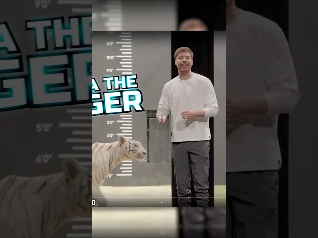 Mr Beast's Teeth Perplex Me
