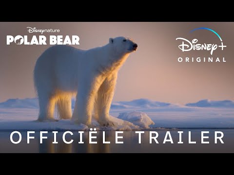 Polar Bear'