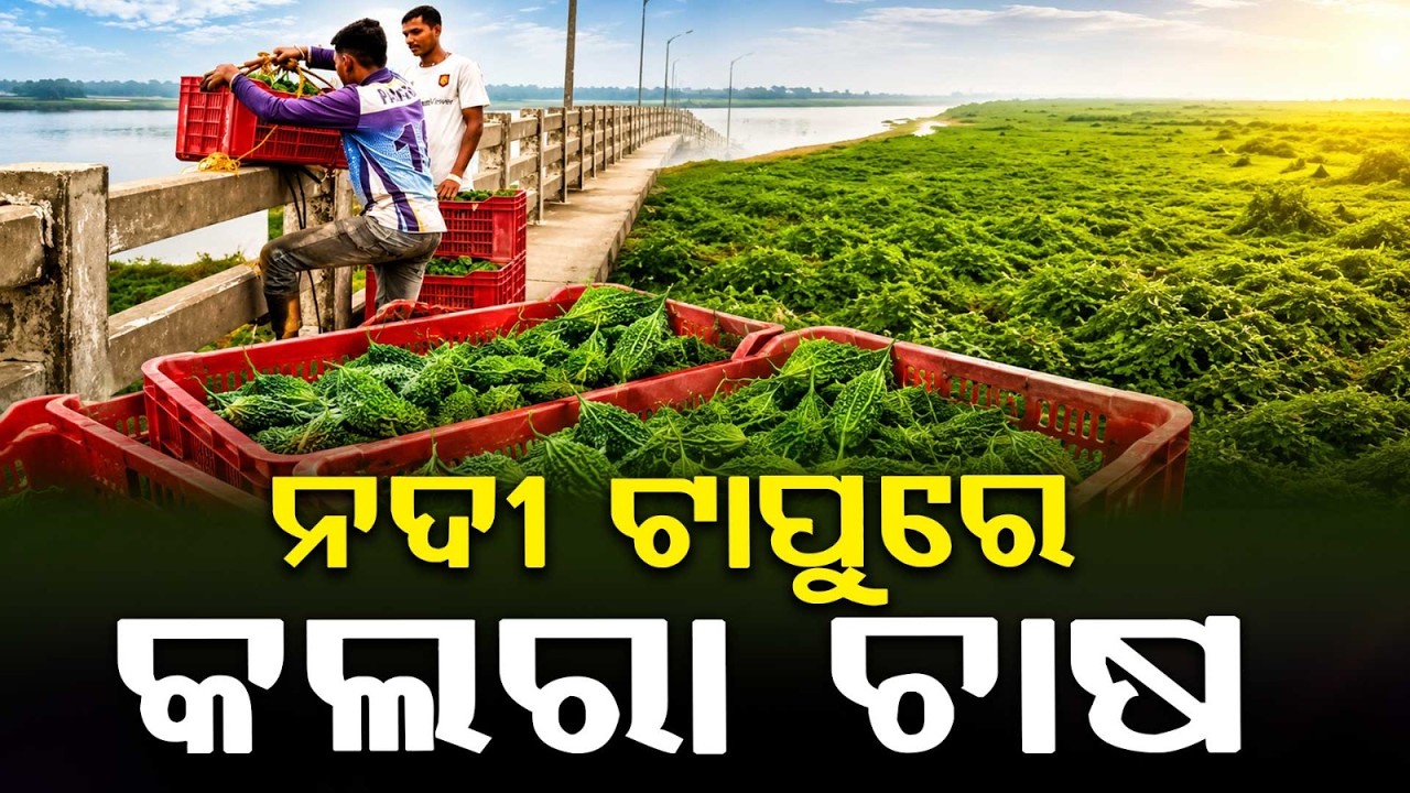 ନଦୀ ଟାପୁରେ କଲରା ଚାଷ | GoodNews | Farmers Become Millionaires by Growing Bitter Gourd on Ib River Bed