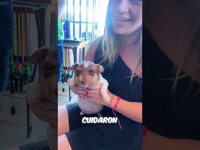 ¿Por qué este perrito tiene 100 millones de likes?