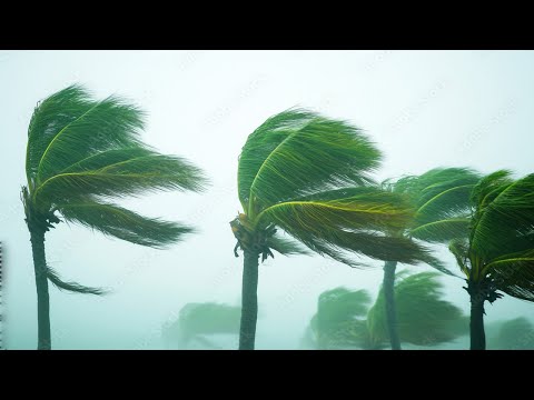 Overcome Insomnia with Terrible Hurricane, Thunderstorm Rain with Strong Thunder, Howling Wind