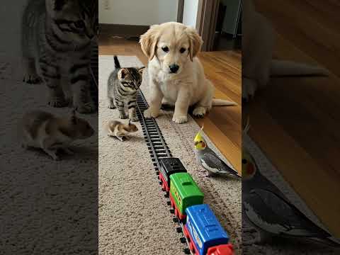 Back and forth it goes… still watching 🐾🚂😆