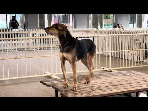 犬の動画サムネイル - 本日は出勤！リアムくん♪ ふれあいドッグパーク　那須どうぶつ王国にて　2025年5月30日