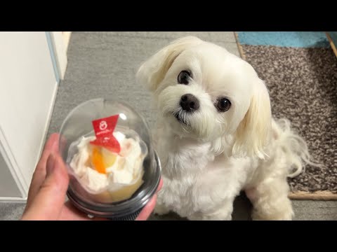 【祝6歳】誕生日を迎えさらに可愛くなった最強マルチーズの姿を見てくれ【めでたい】