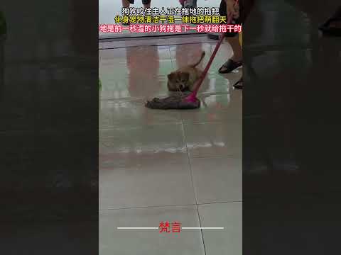 狗狗咬住主人正在拖地的拖把 化身寵物清潔乾濕一體拖把萌翻天 #狗狗 #可愛 #萌宠 #有趣 #cute #dog #funny  #shorts サムネイル