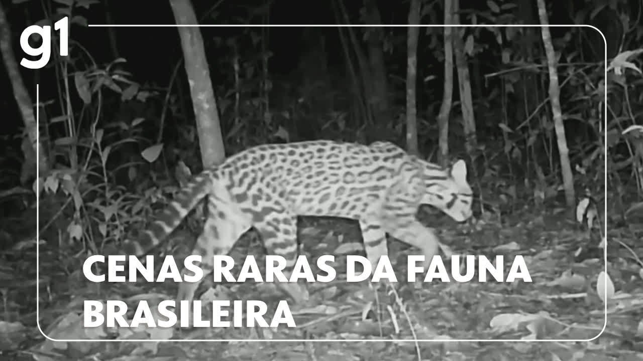 Projeto monitora animais silvestres para ajudar na preservação