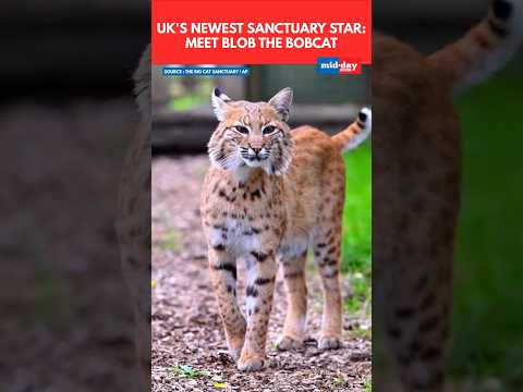 Rescued bobcat Blob now safe at a UK sanctuary  13 thousand views  play Short